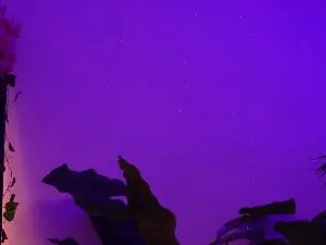 Live Sex Cam with MilaFlame - Cam4