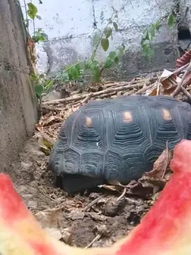 Live Sex with MONSTER777DADDY - Cam4