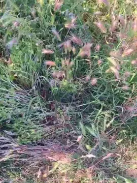 Live Sex Cam with uncutcockitaly - Cam4