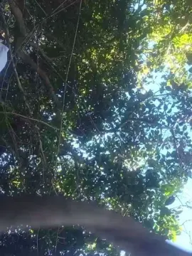 Free Live Porn with Loiroatv36sc - Cam4