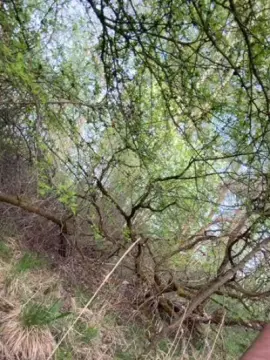 Live Porn with Justfunfranko - Cam4