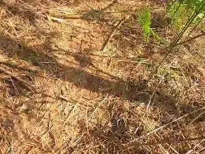 Best Webcam with Cuni40 - Cam4