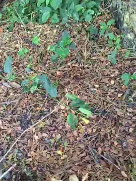 Private Sex Chat with Tania__honey - Cam4