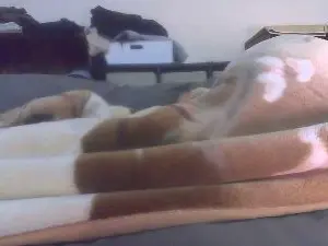 Adult Webcams with panpee1 - Cam4