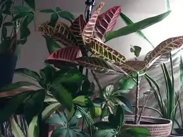 Sex Cam with pricklypear85 - Chaturbate