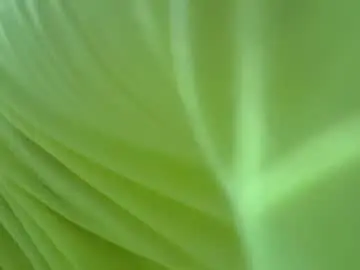 Watch Live Sex Cams with sexxybuttie - Chaturbate