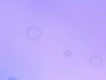 Best Webcam with gallilea_marquez_ - Chaturbate