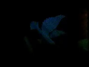 Adult Webcam with coquine_lara - Chaturbate