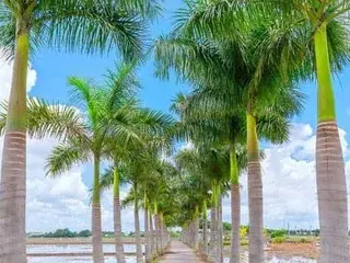 Live Sex with Nicecock77 - Streamate