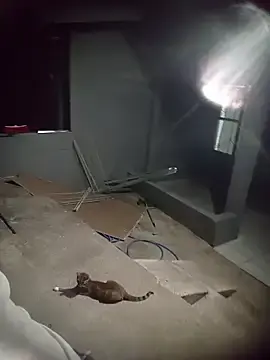 Adult Webcam with Kuppy14 - Stripchat