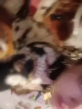 Watch Live Sex Cams with lagatitacantabra - Stripchat